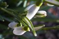 Galanthus nivalis Śnieżyczka przebiśnieg